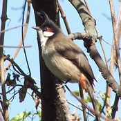 Red-whiskered Bulbul